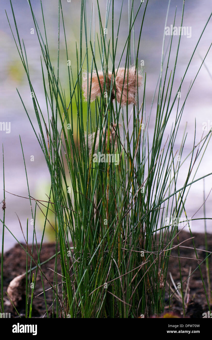 Red Cottongrass Eriophorum russelianum in marshland Stock Photo