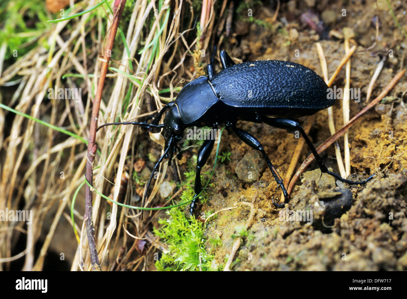 The beetles eat slugs, worms and carrion. In case of danger but from
