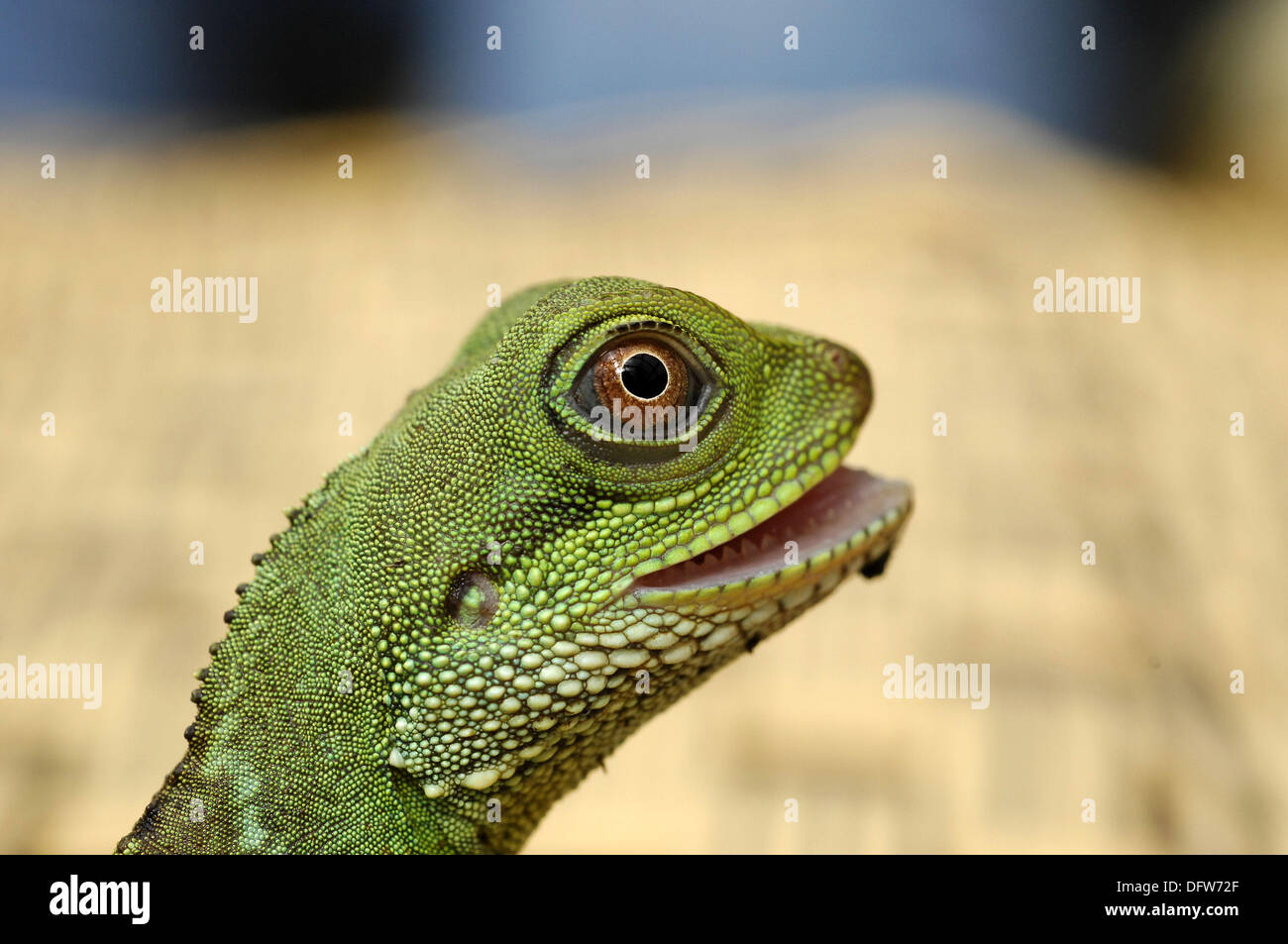 Chinese water dragon Stock Photo Alamy