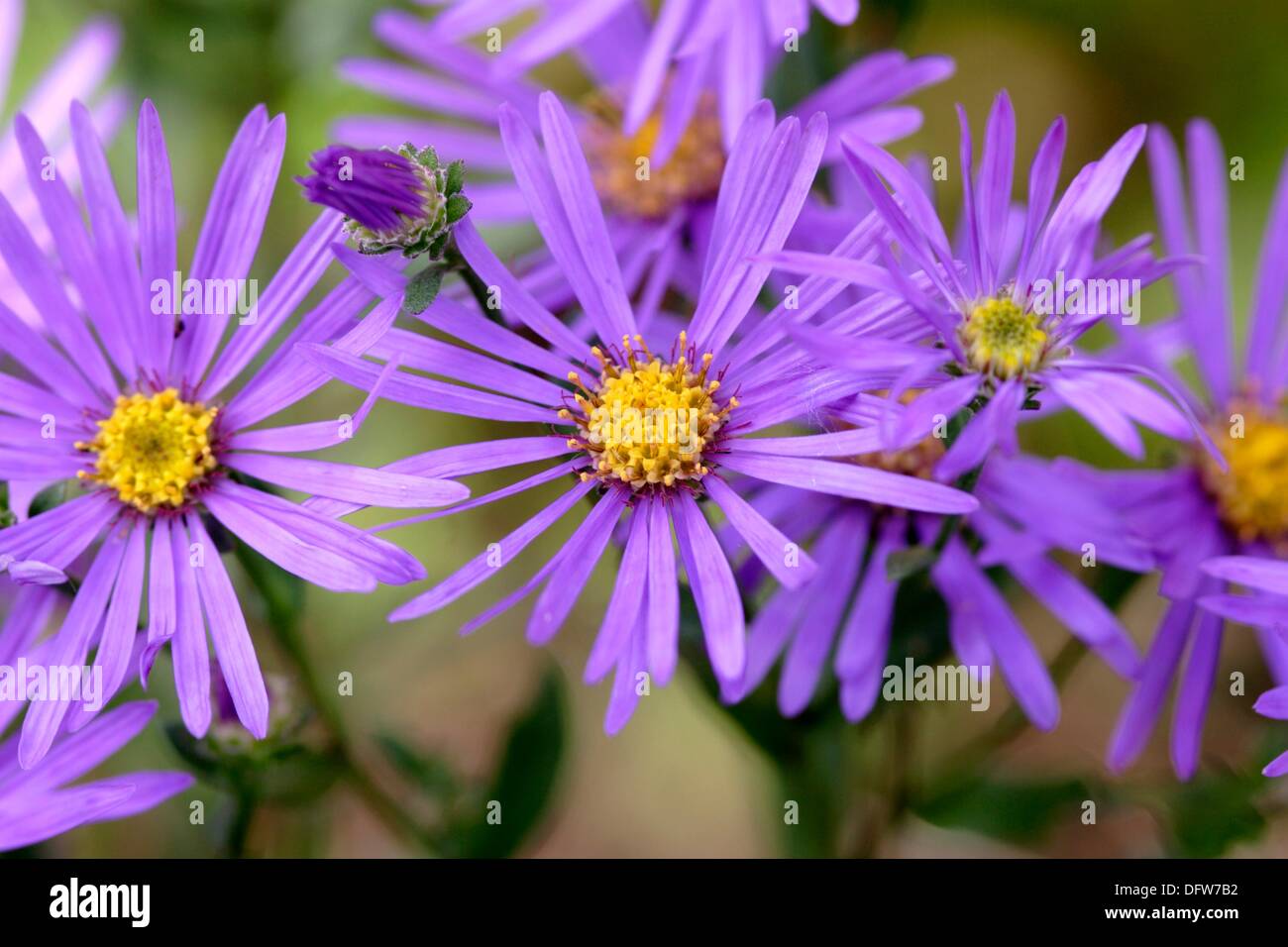 Aster frikartii ´Wunder von Stafa´ flower close up England UK Stock Photo