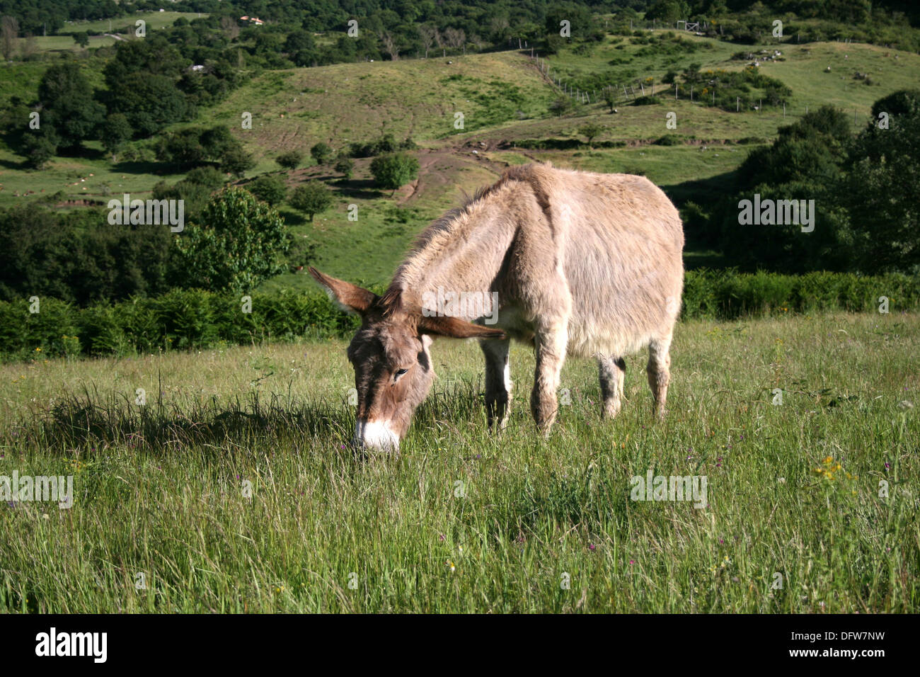 Donkey in Tuscany Stock Photo