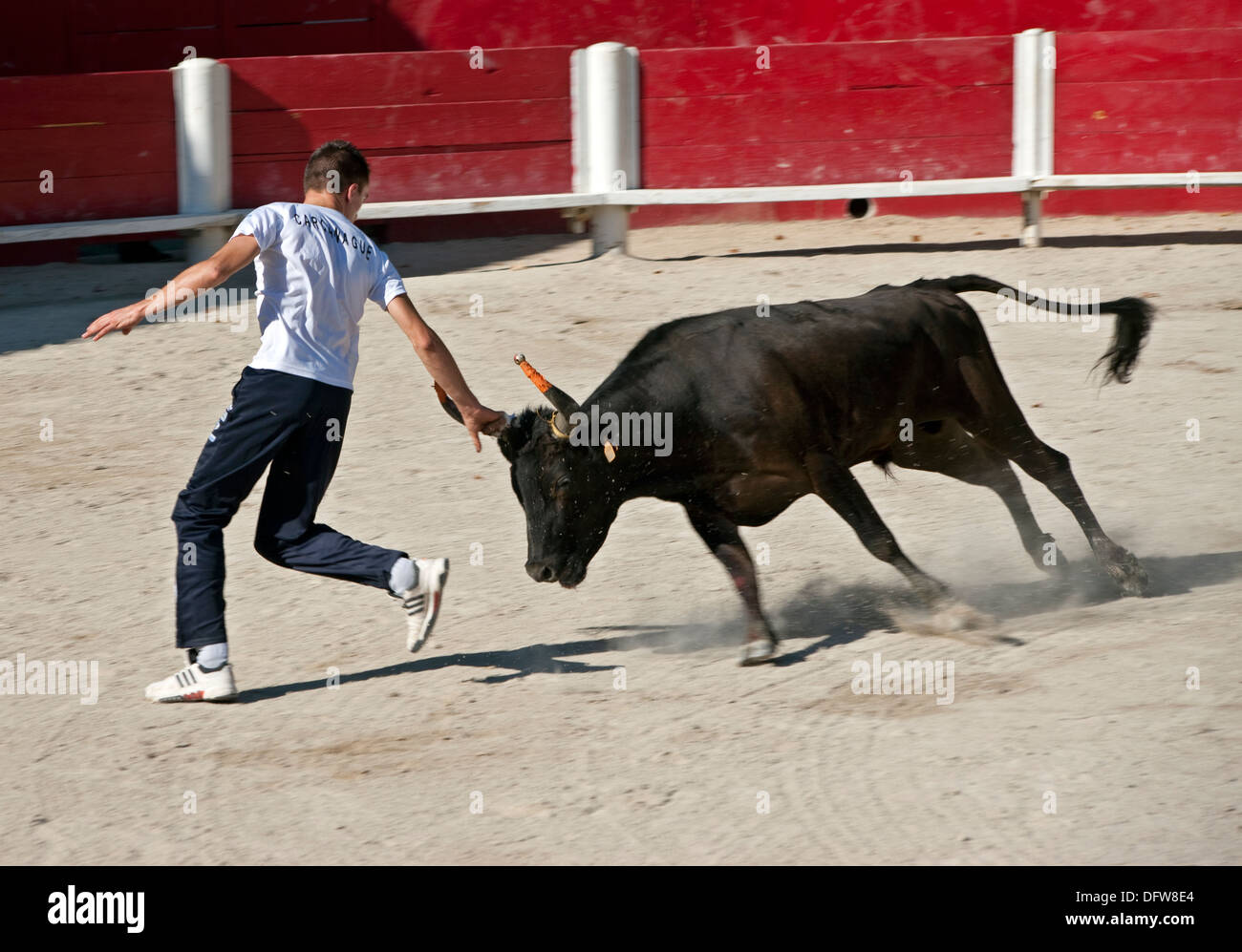 French bull fighting,Course Camarguaise,Bullfighting, Fontvieille France,Bull fighter and bull,at full charge, David Collingwood Stock Photo