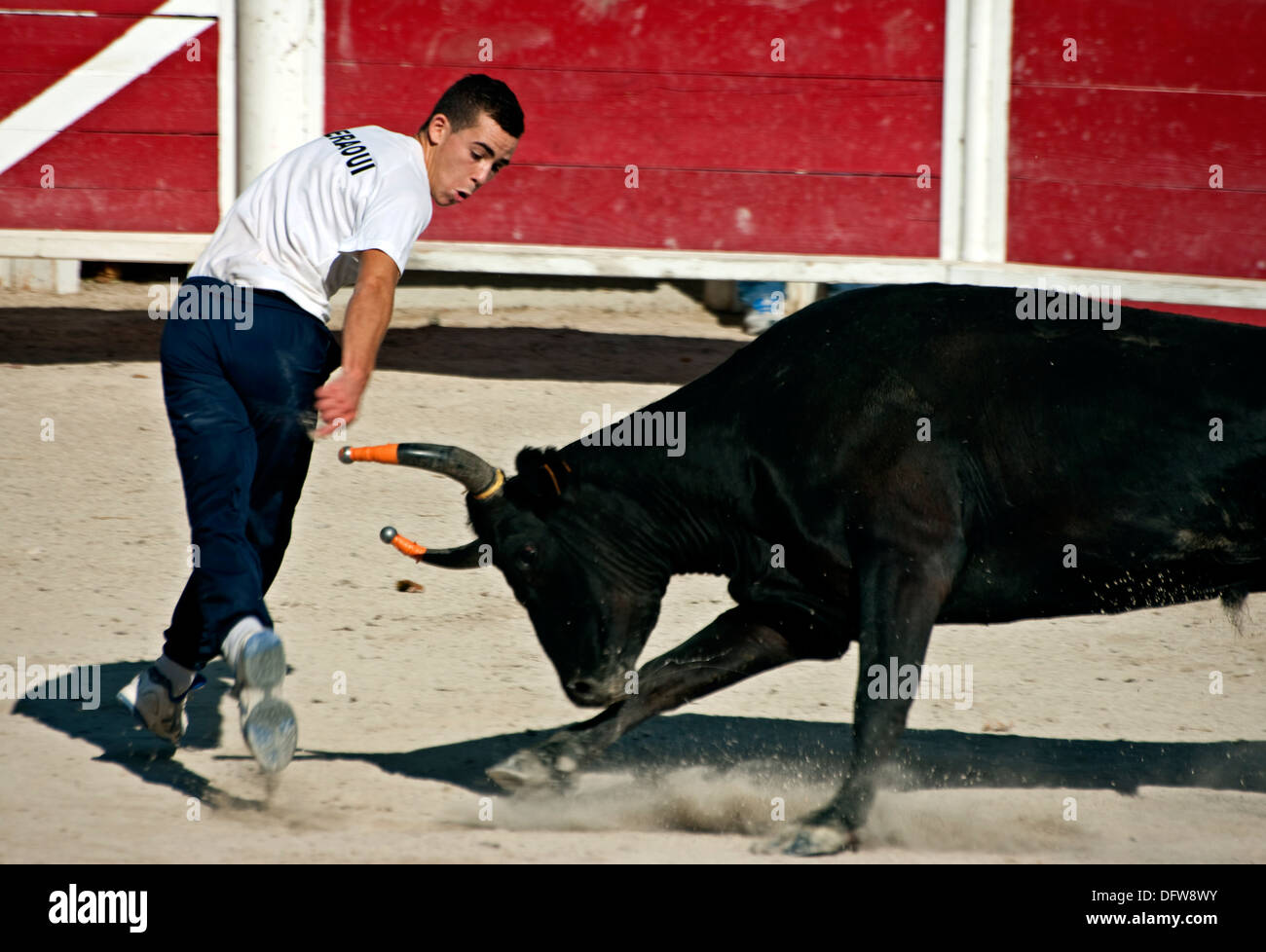 French bull fighting,Course Camarguaise,Bullfighting, Fontvieille ...