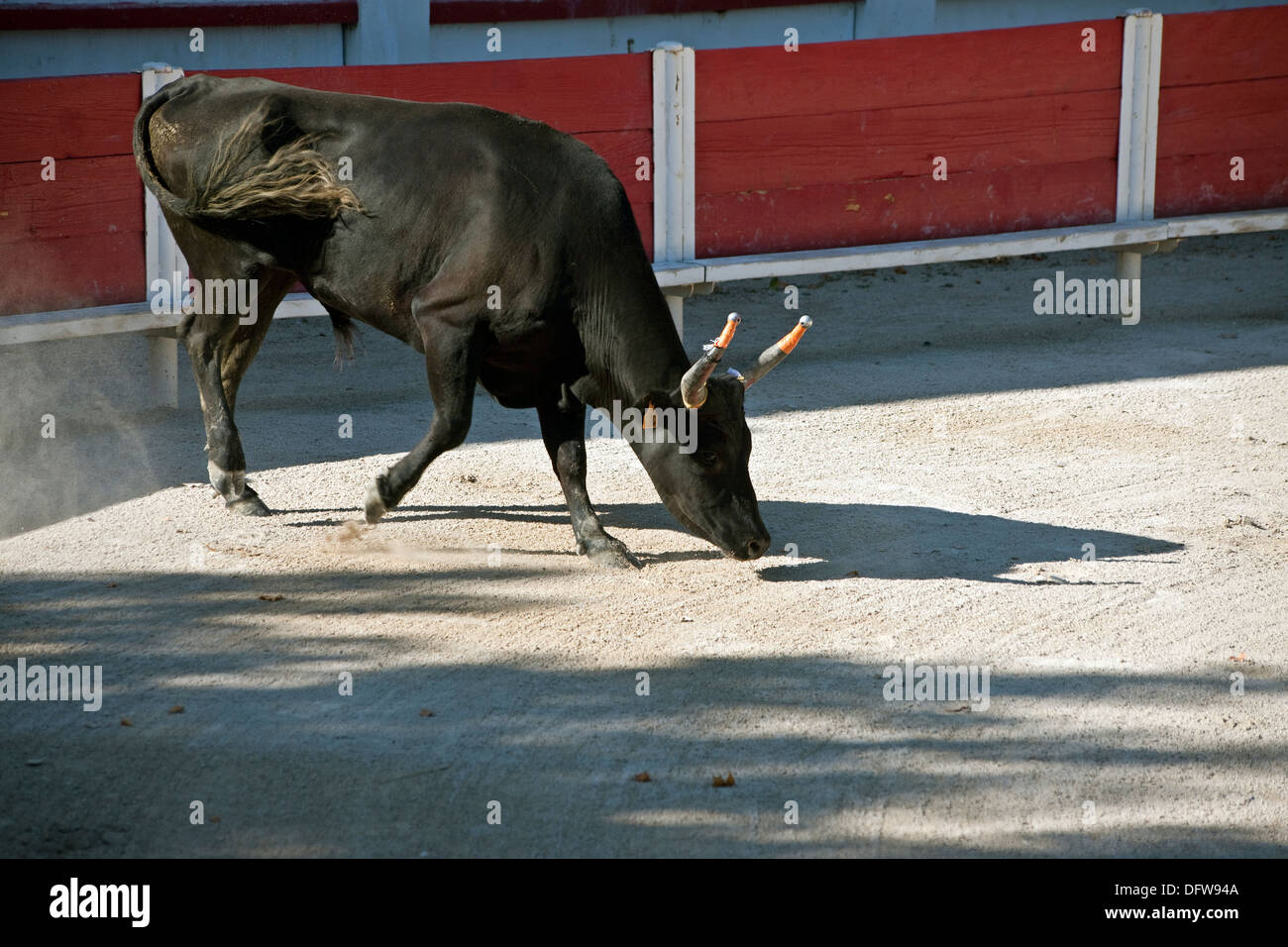 French bull fighting,Course Camarguaise,Bullfighting, Fontvieille France,Bull ready to  charge,  Pawing ground,David Collingwood Stock Photo