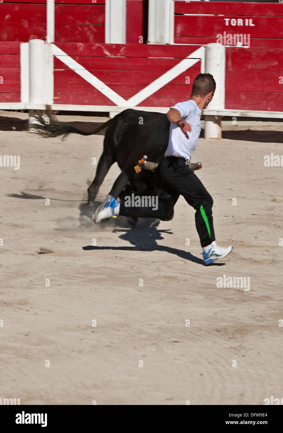 French bull fighting,Course Camarguaise,Bullfighting, Fontvieille ...