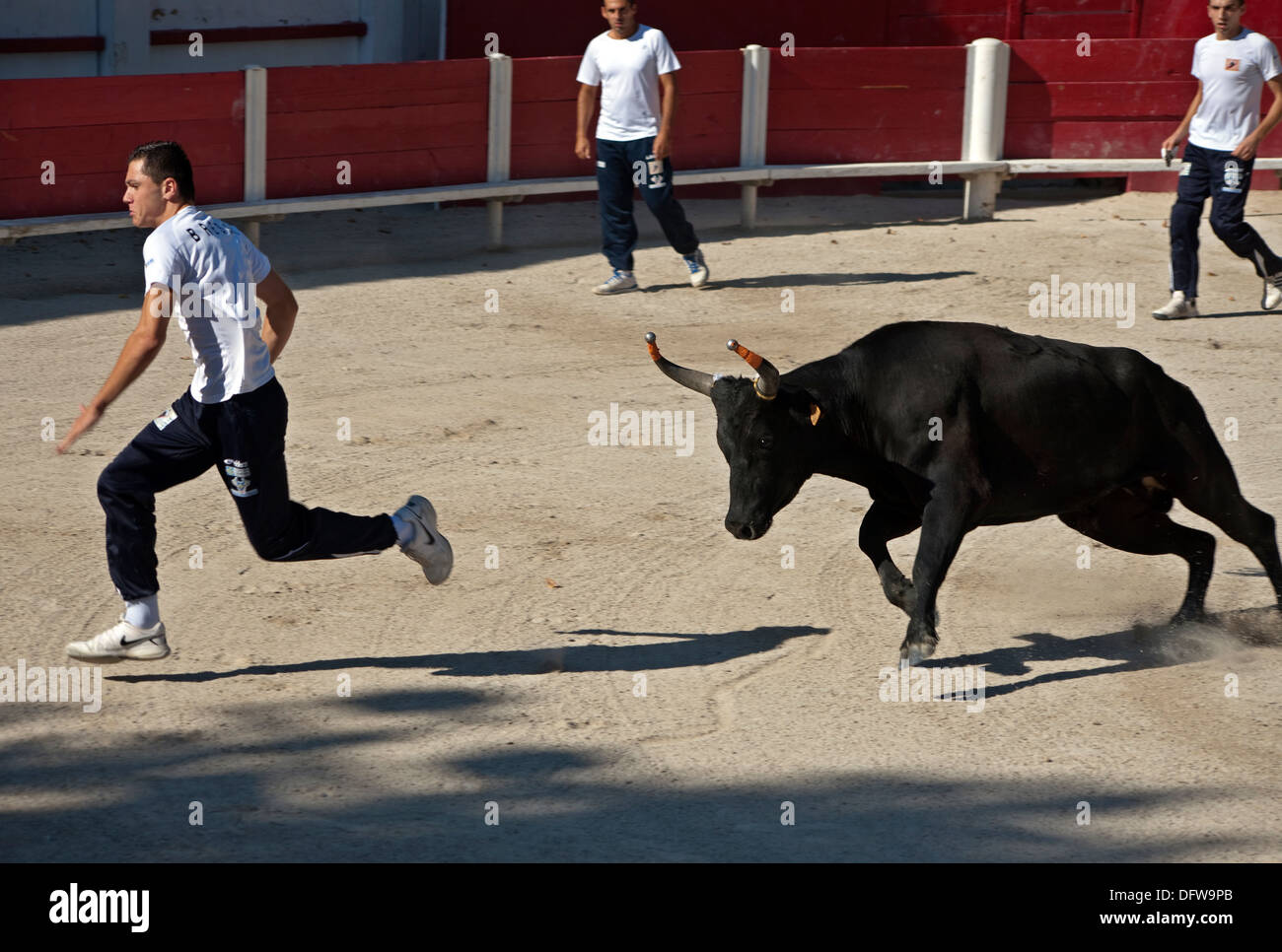 French bull fighting,Course Camarguaise,Bullfighting, Fontvieille ...