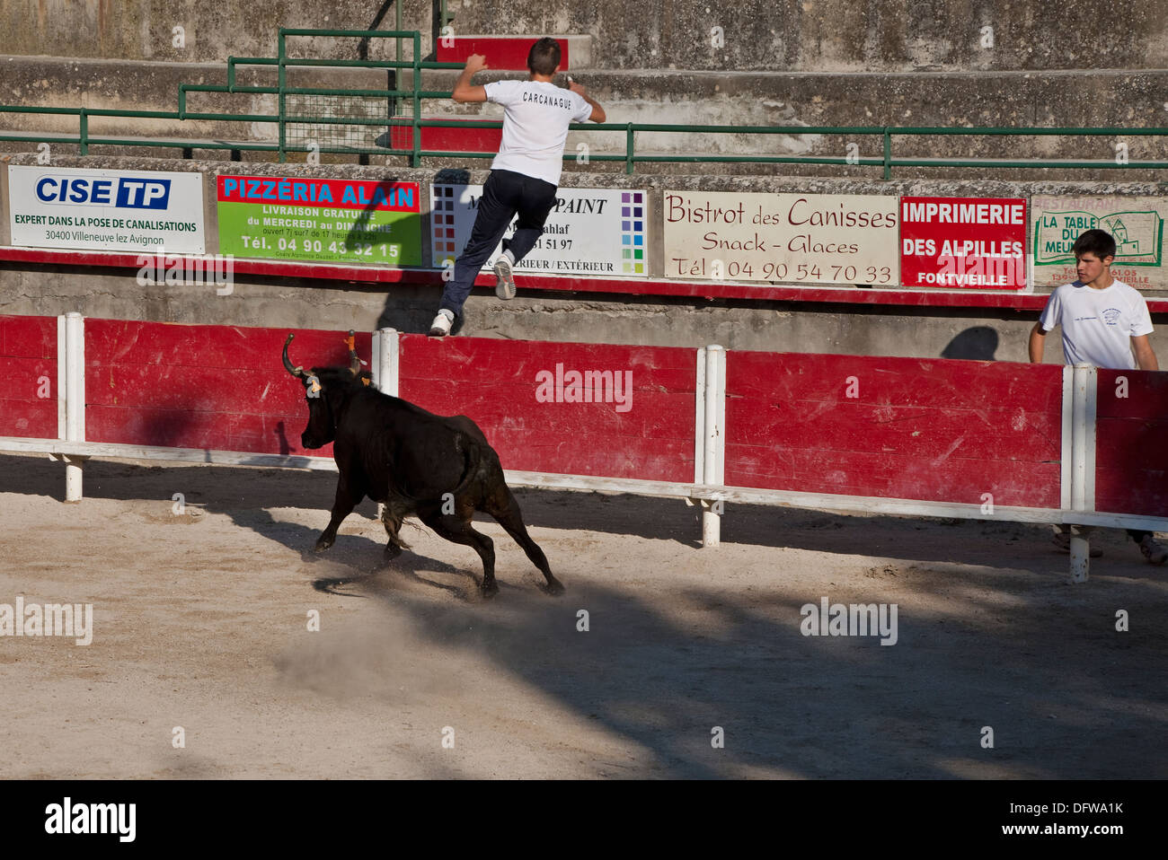 French bull fighting,Course Camarguaise,Bullfighting, Fontvieille ...