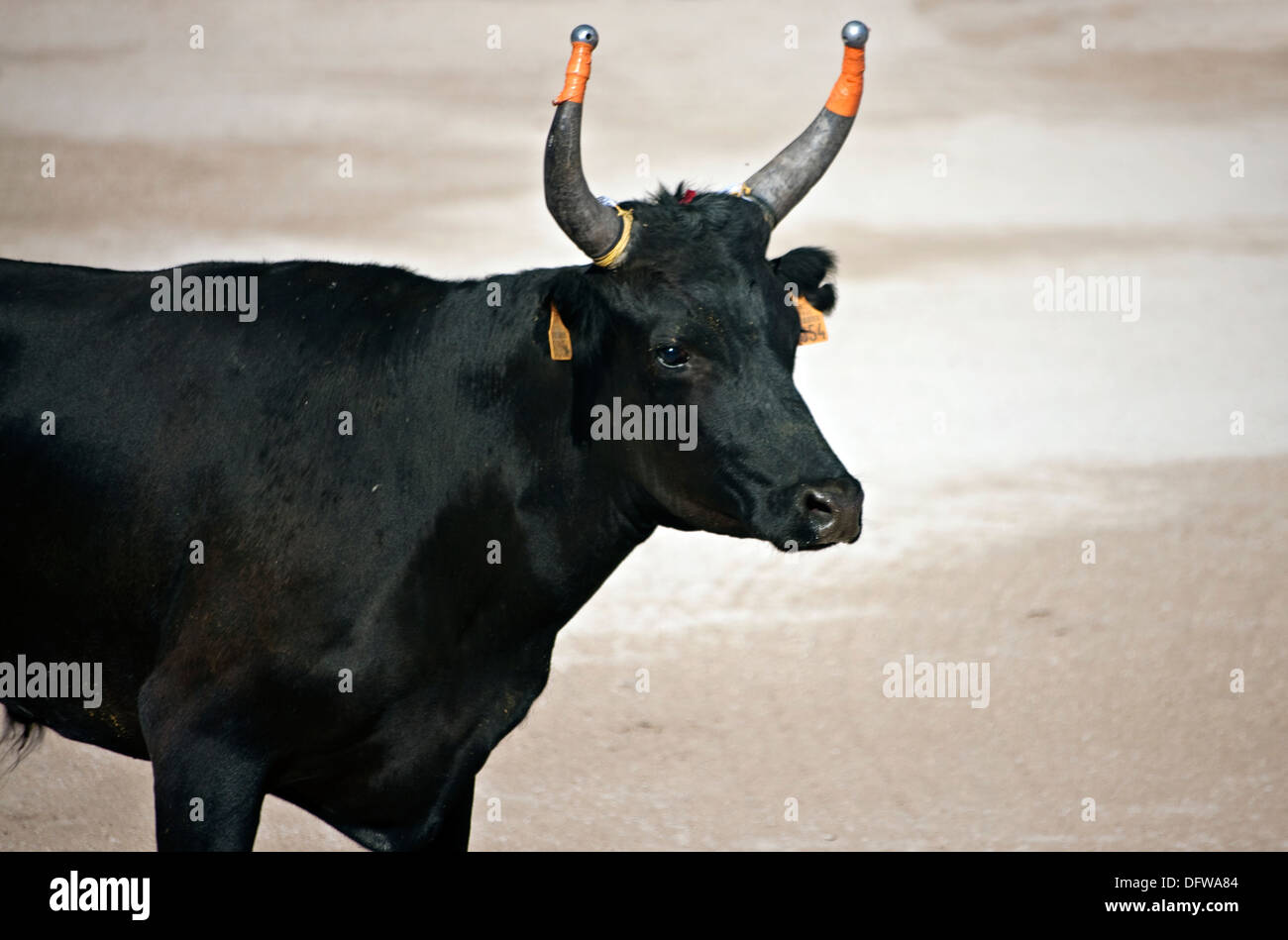 French bull fighting,Course Camarguaise,Bullfighting, Fontvieille ...