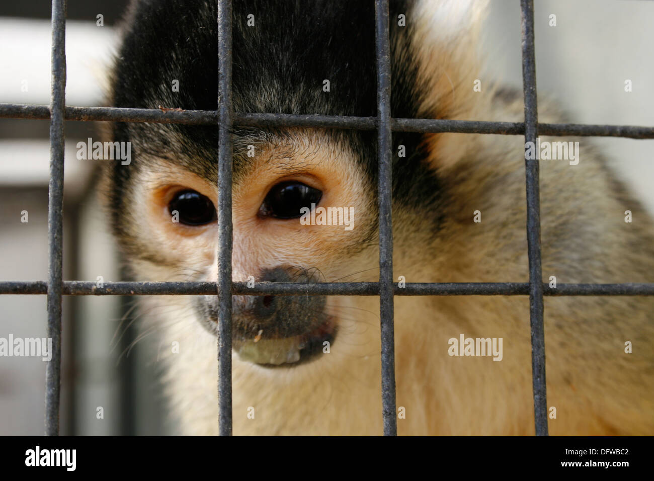 Monkey market cage hi-res stock photography and images - Alamy