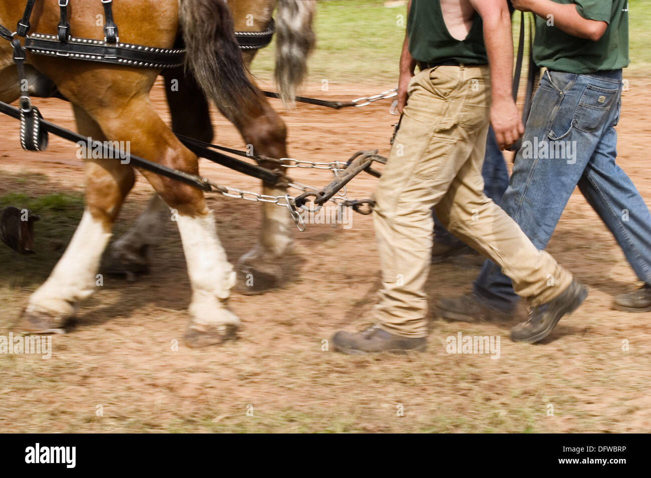Horses competing in a horsepulling contest at a fair in Connecticut