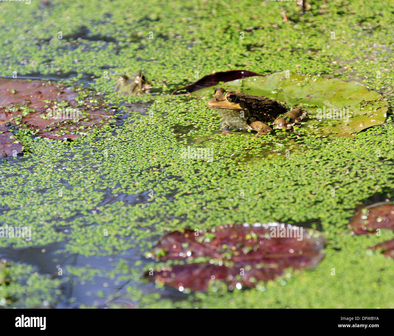Amietia fuscigula (Cape River Frog) in a  pond with duckweeds in the gardens of Vergelegen Wine estate in the Cape winelands. Stock Photo