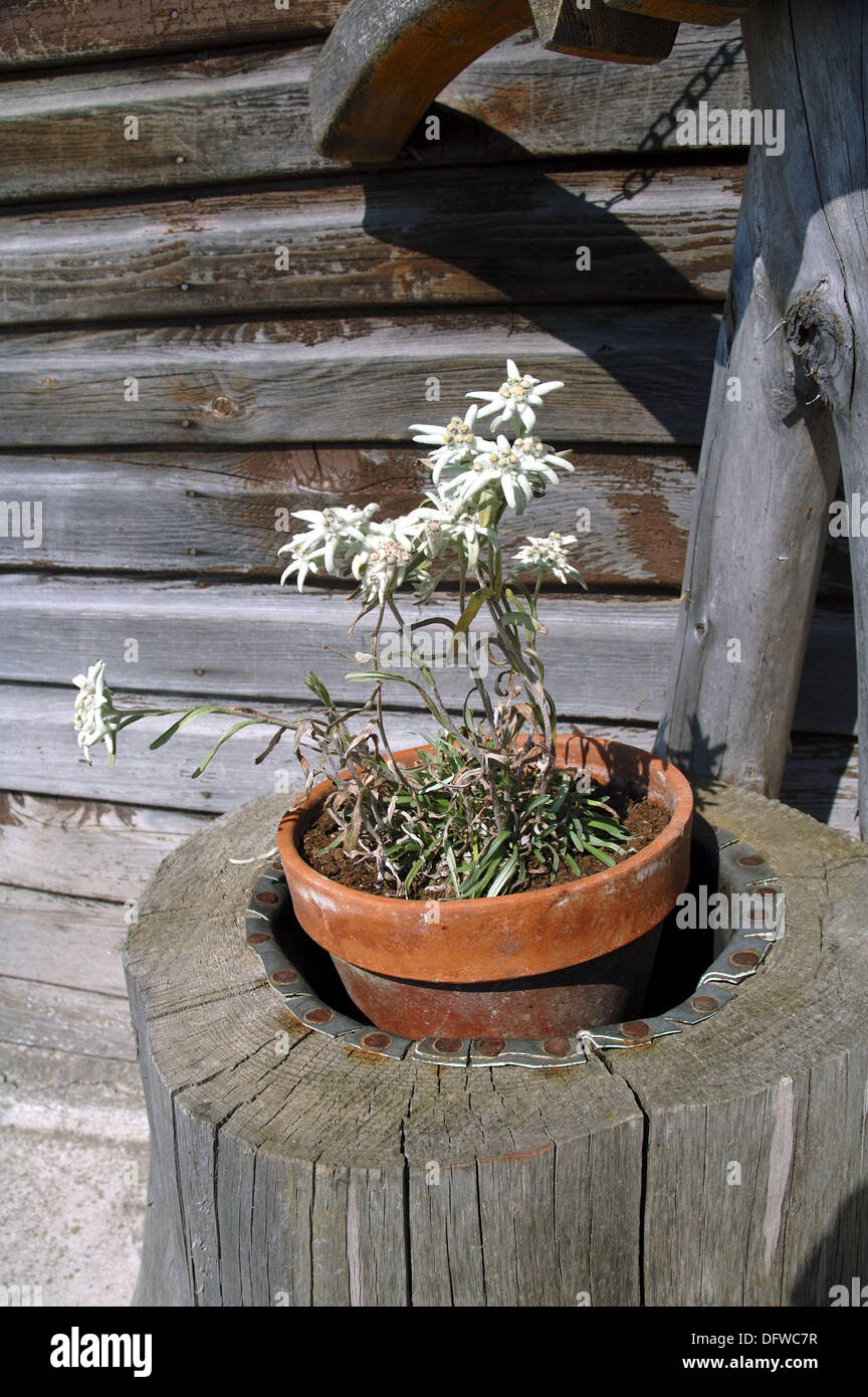 Edelweiss (Leontopodium alpinum) plant flowering in a pot near mountain hut  in Austria Stock Photo - Alamy
