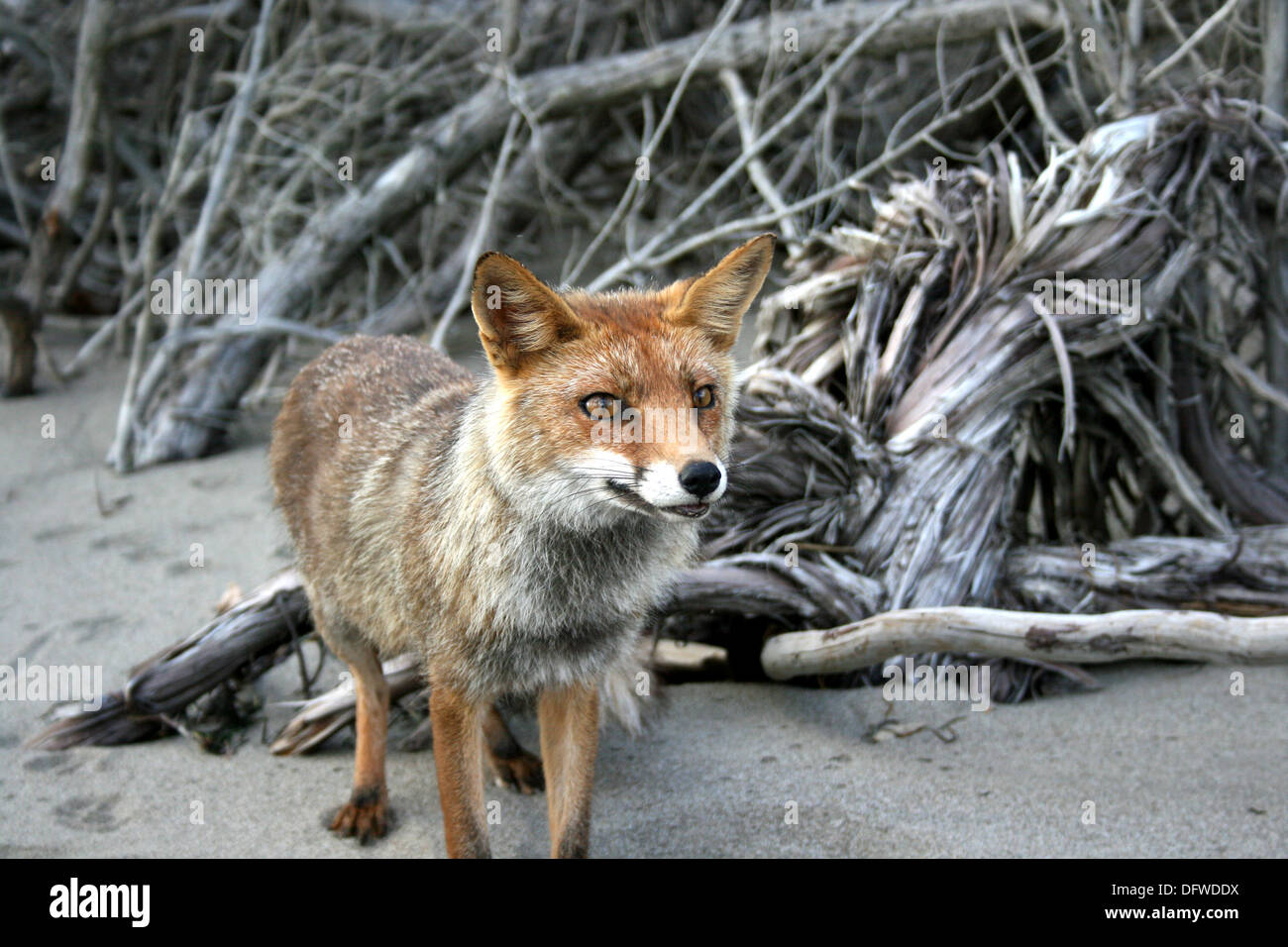 red fox on a sandy beach in Italy Stock Photo