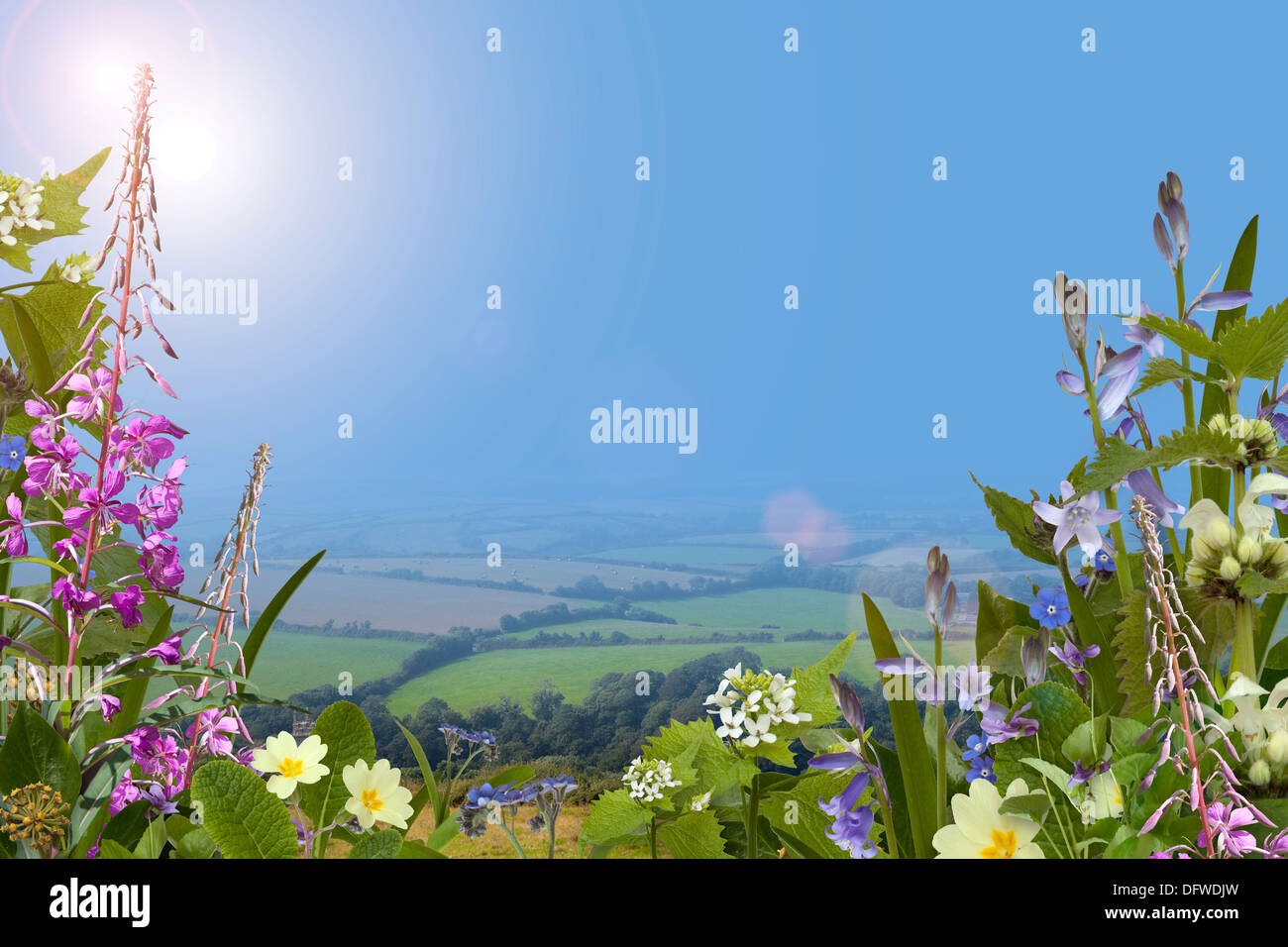 Summer background with wild flowers Stock Photo - Alamy