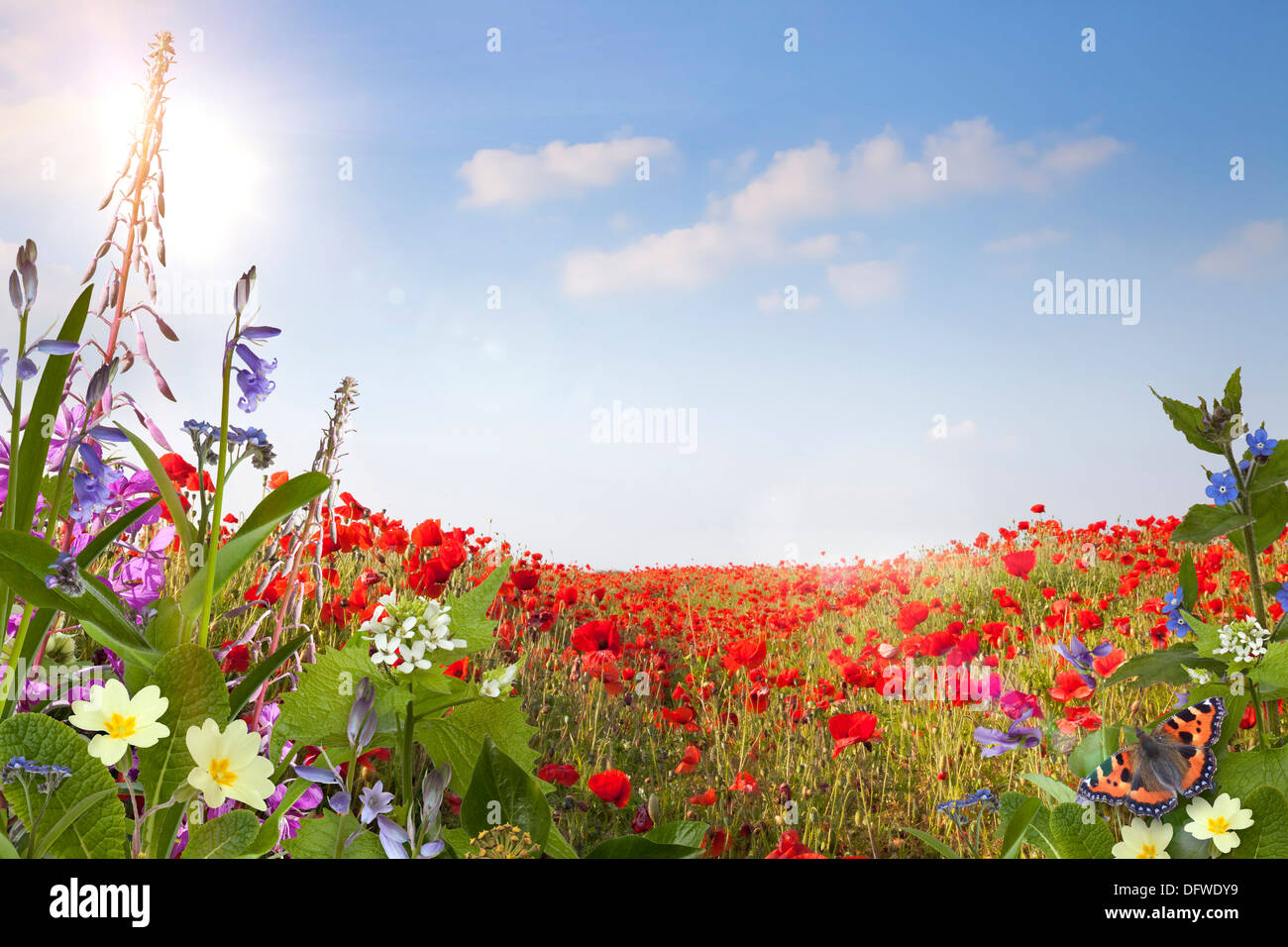 Summer background with poppies and other wild flowers Stock Photo - Alamy