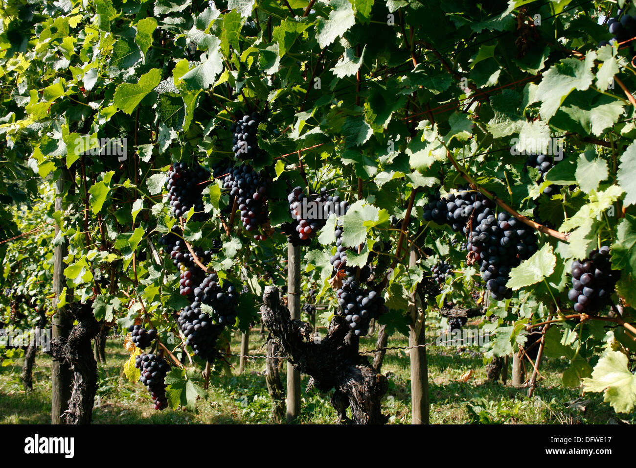 grape-vine Stock Photo