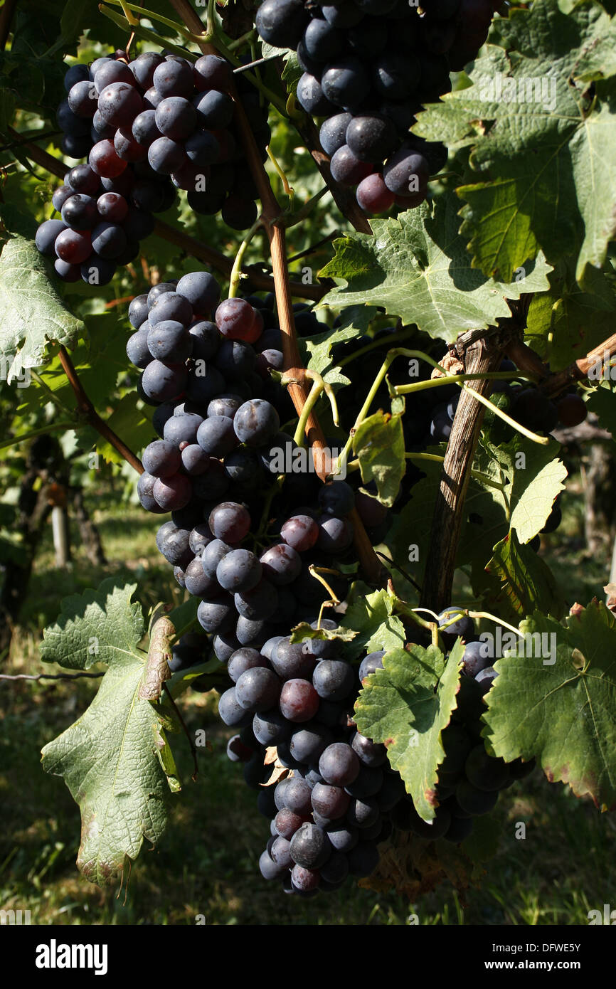 grape-vine Stock Photo