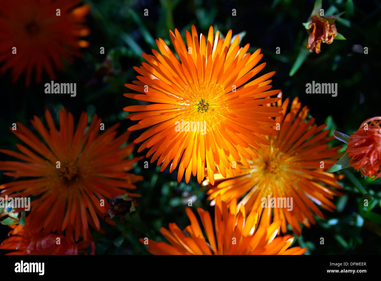 Lampranthus sp ' shocking orange' in bloom in Kirstenbosch National Botanical Gardens , Cape Town. Stock Photo