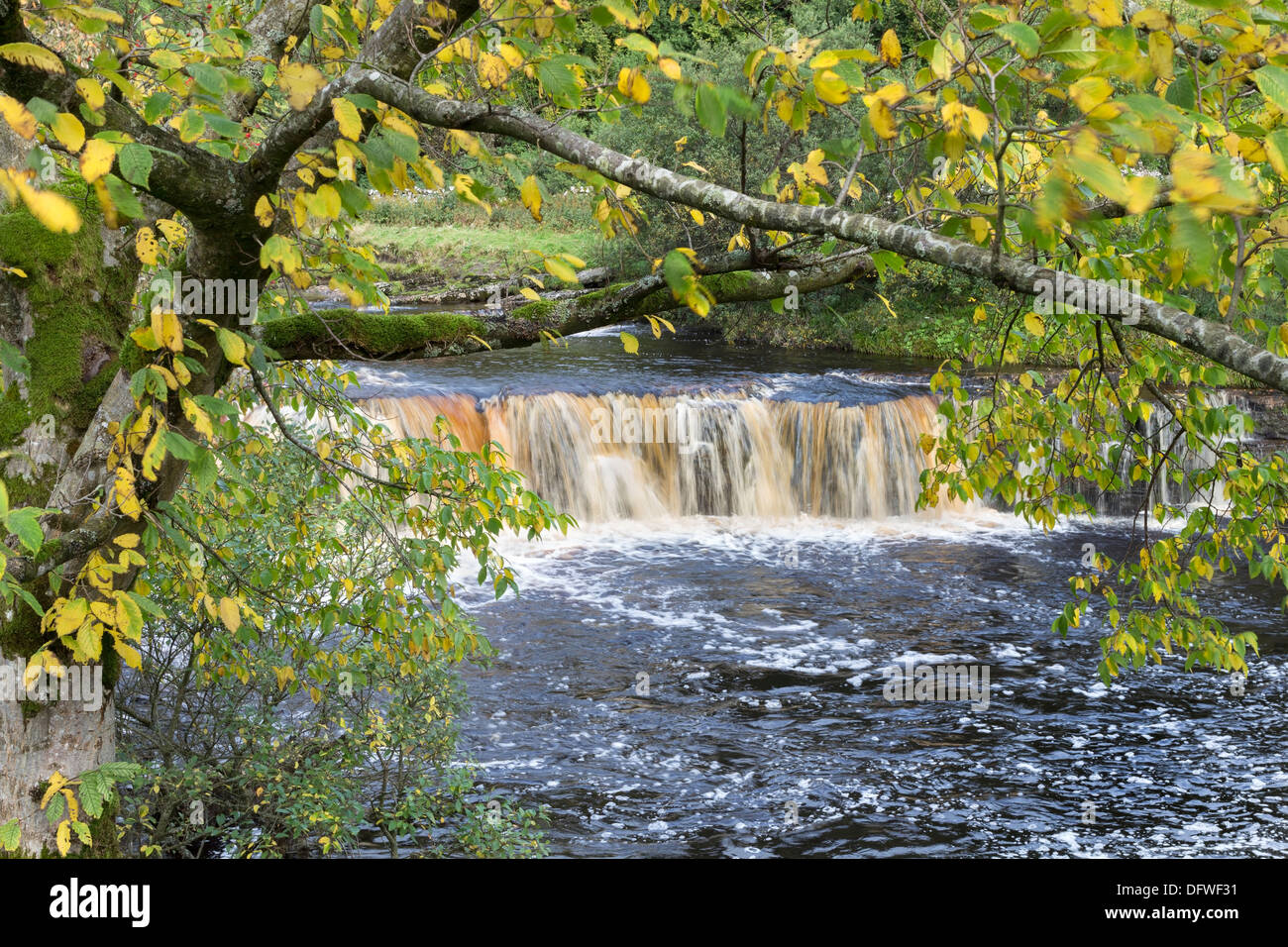 Autumn Colours at Wain Wath Force on the River Swale Swaledale Yorkshire Dales UK Stock Photo