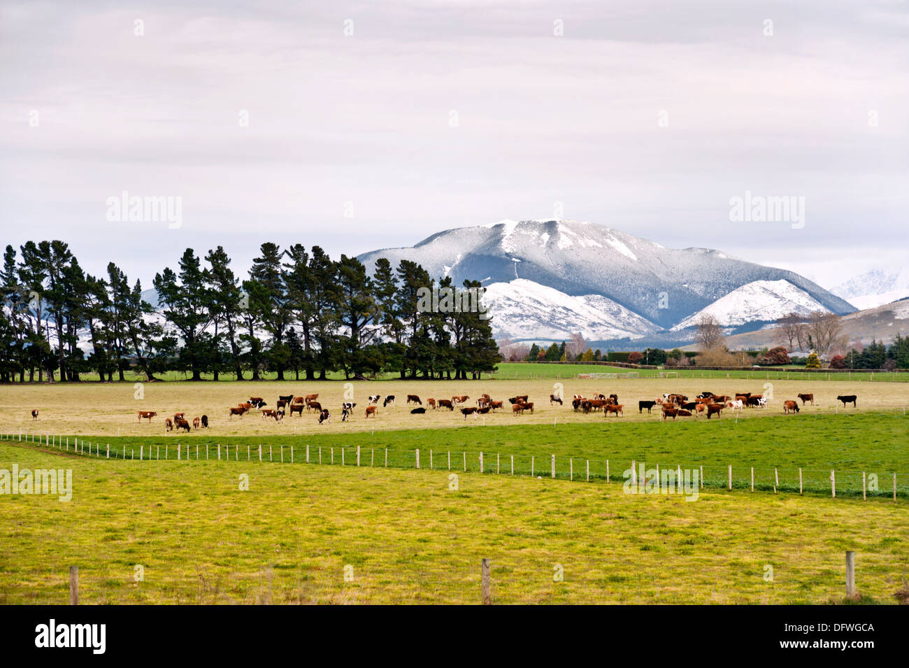 Cattle grazing on Canterbury Plain, Otago, South Island, New Zealand, with the Southern Alps in the background Stock Photo