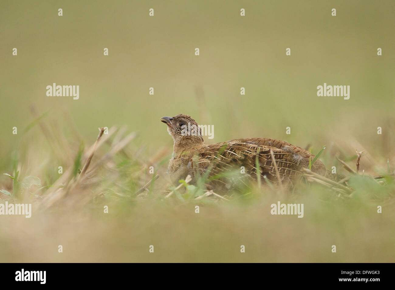 Grey Partridge Uk Stock Photos & Grey Partridge Uk Stock Images - Alamy