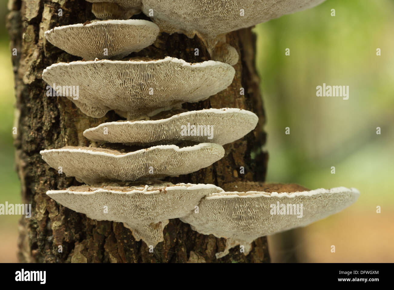 tiers of imposing gilled bracket fungus overlapping and beginning to compete for space on silver birch tree Stock Photo