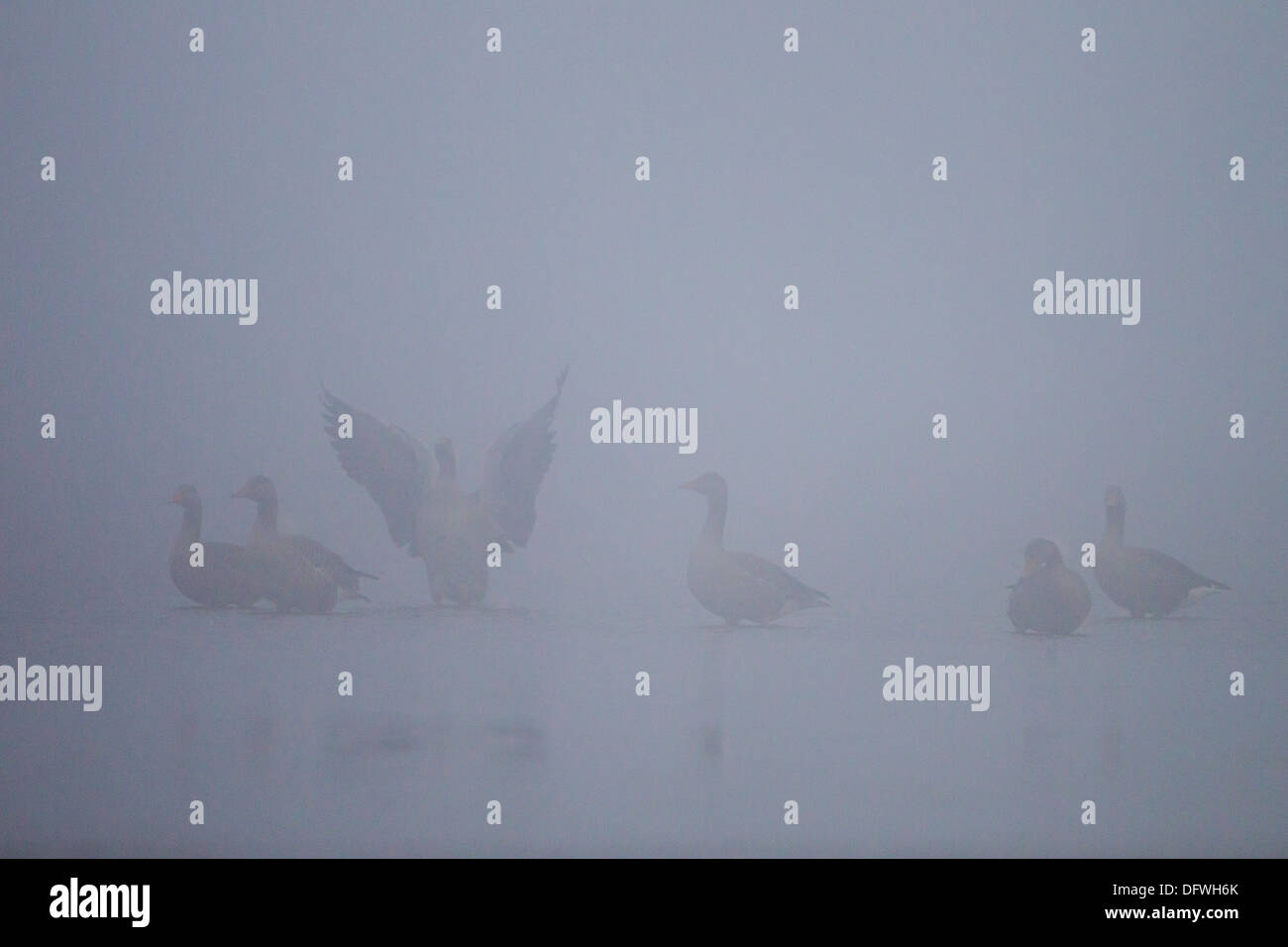 Greylag Geese in the mist on the Wash in Norfolk Stock Photo