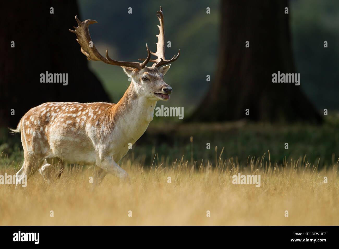 Fallow Deer Stag (Cervus dama) charging across field during the Autumn rut Stock Photo