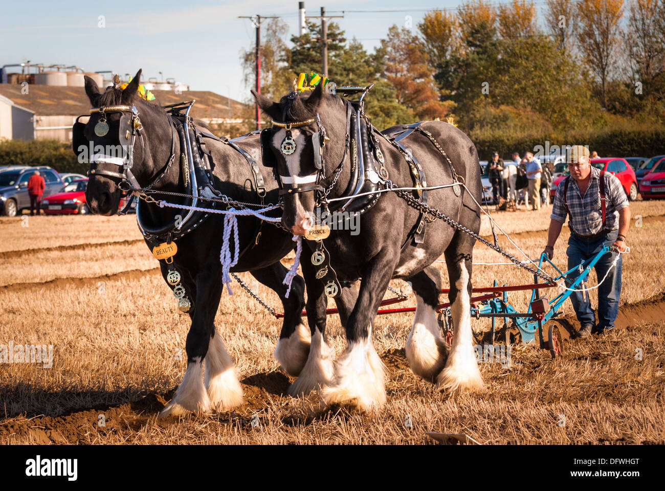 Shire horse heavy horse hires stock photography and images Alamy