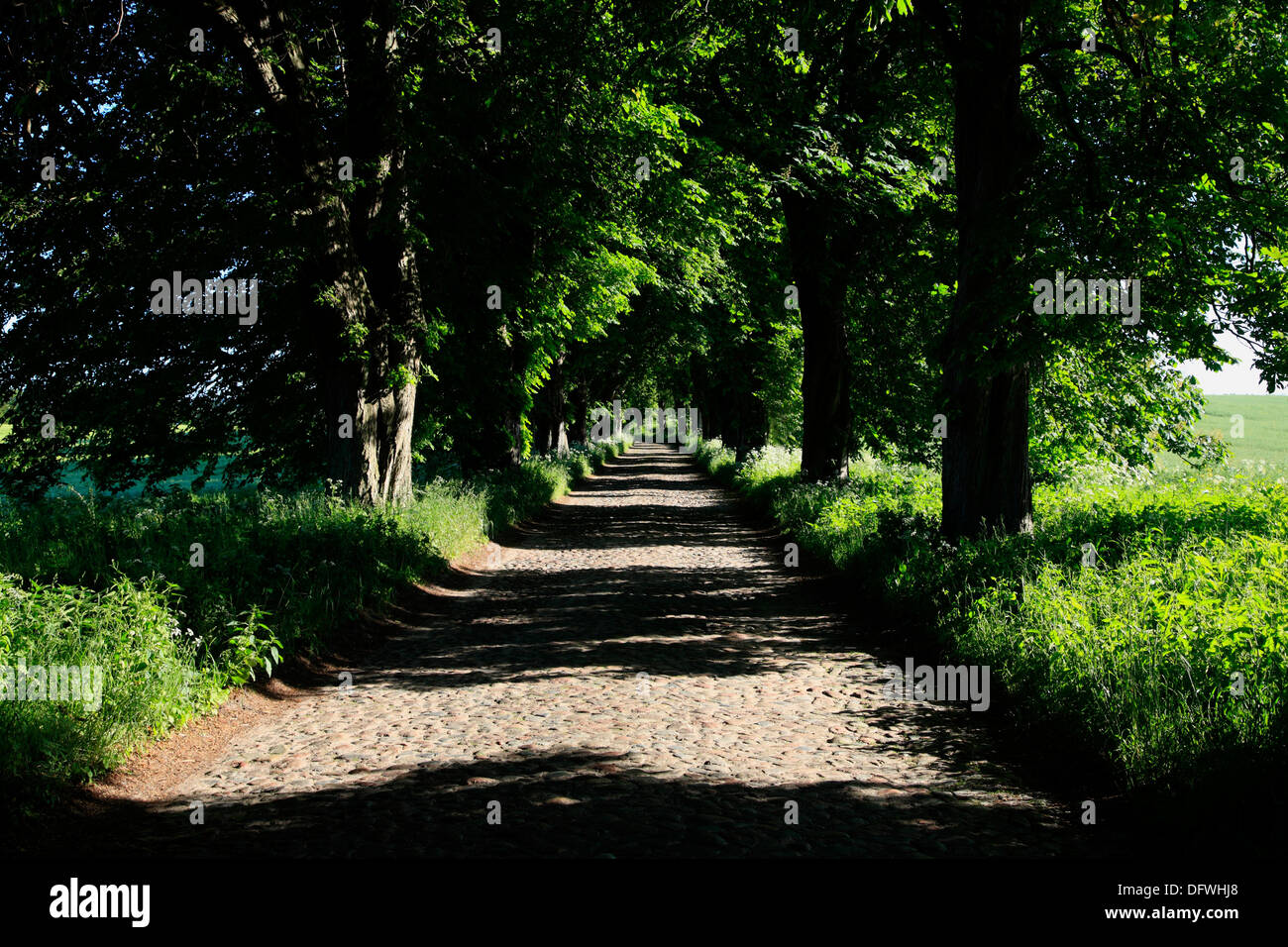 Tree avenue with cobblestone pavement near Binz, Ruegen Island,  Baltic Sea, Mecklenburg-Western Pomerania, Germany Stock Photo