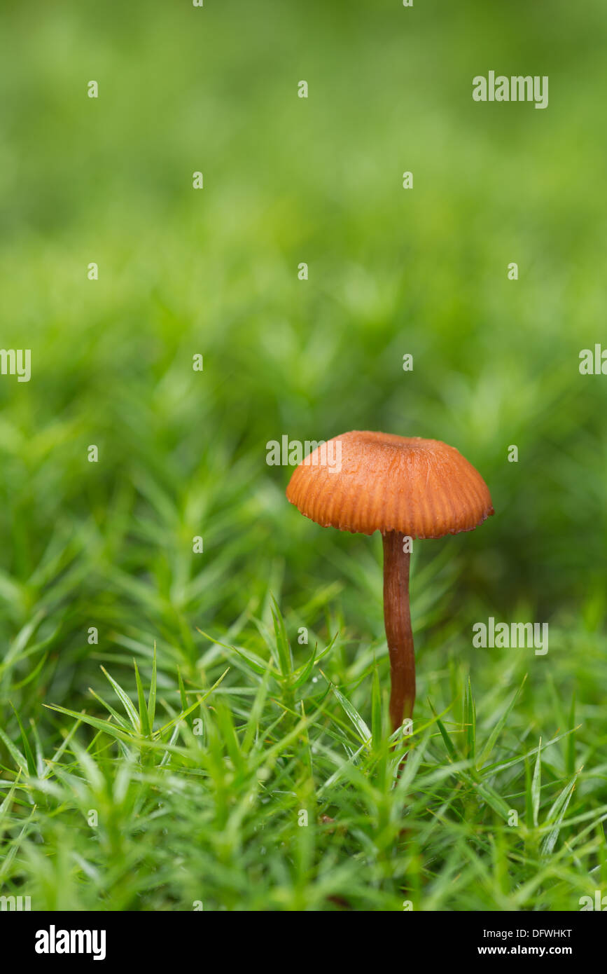 miniature orange bonnet fruit body fungus the coral spring Mycena contrasts with the field of moss Stock Photo