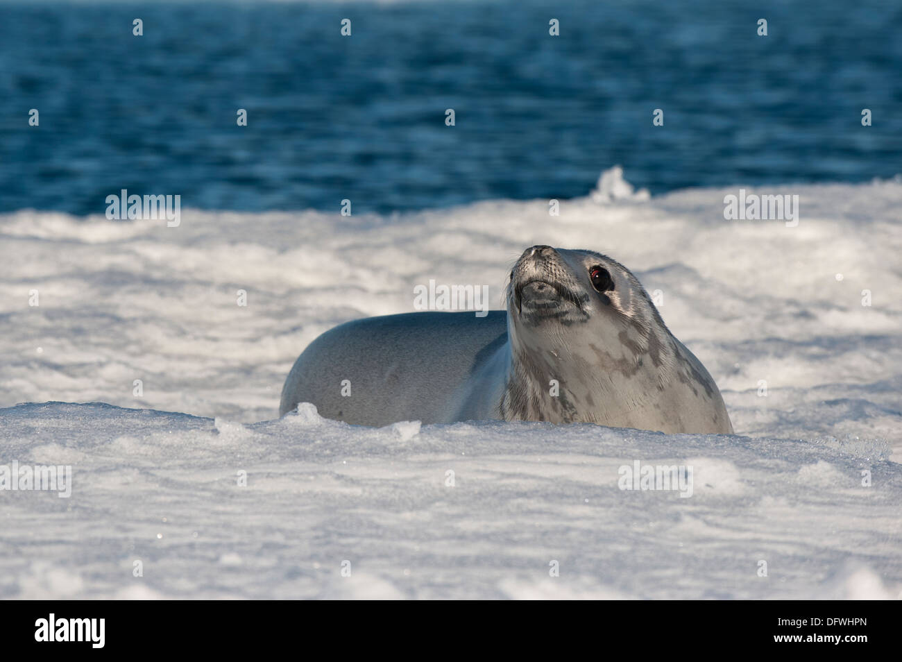 Crabeater seal (Lobodon carcinophagus) resting on ice floe, Weddell Sea, Antarctica Stock Photo