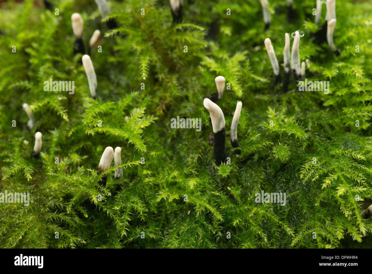 Miniature tiny Candle Snuff candlestick Fungus fruit bodies amongst creeping leaves branches shoots of moss Stock Photo