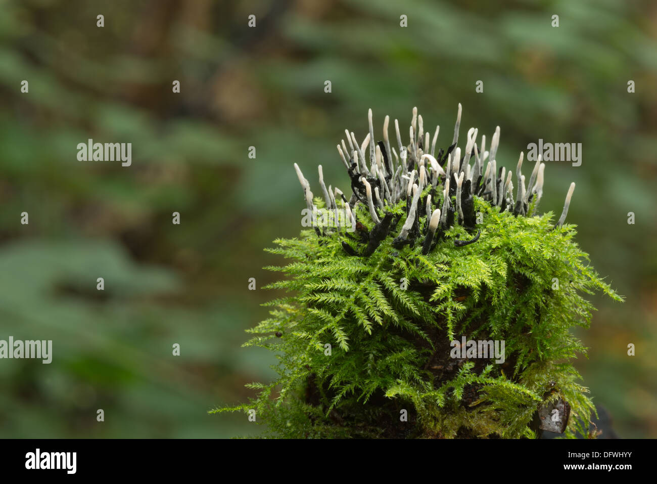 Miniature tiny Candle Snuff candlestick Fungus fruit bodies amongst creeping leaves branches shoots of moss Stock Photo