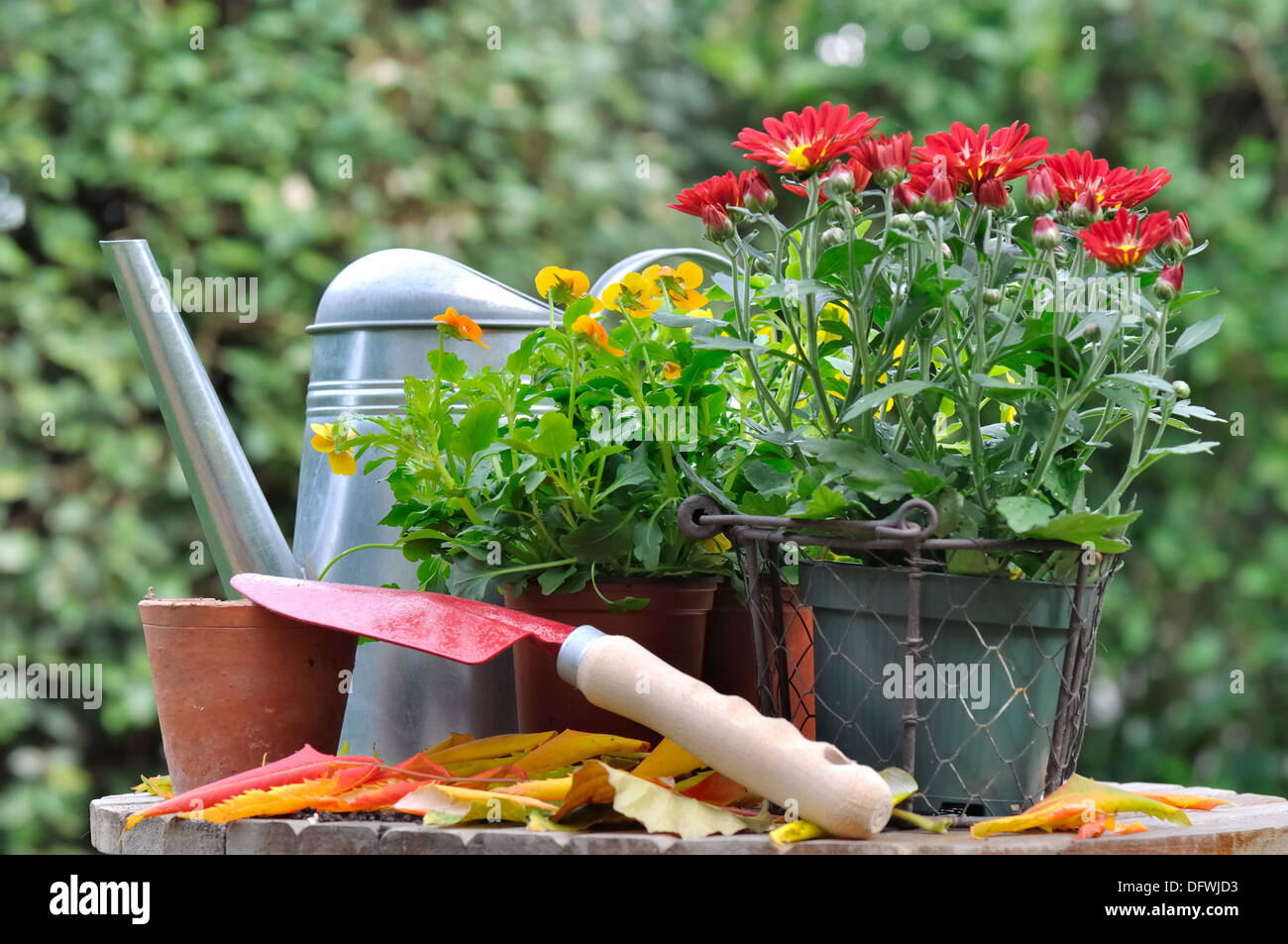 fall flower pots and tool for potting Stock Photo Alamy