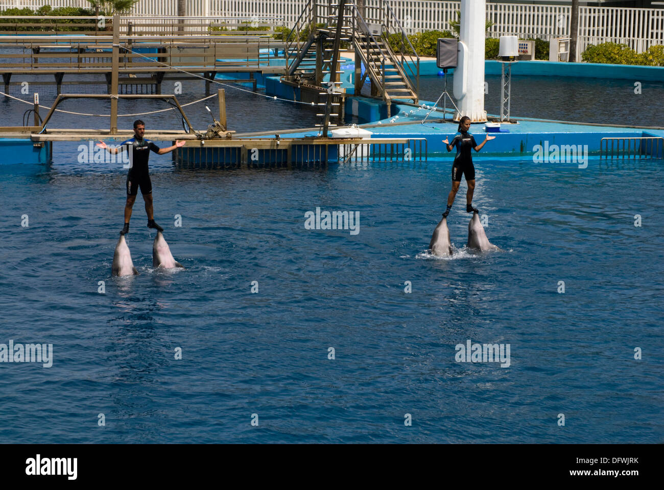 The balancing act by the Bottlenose Dolphins at the L'Oceanografic in Valencia, Spain. Stock Photo