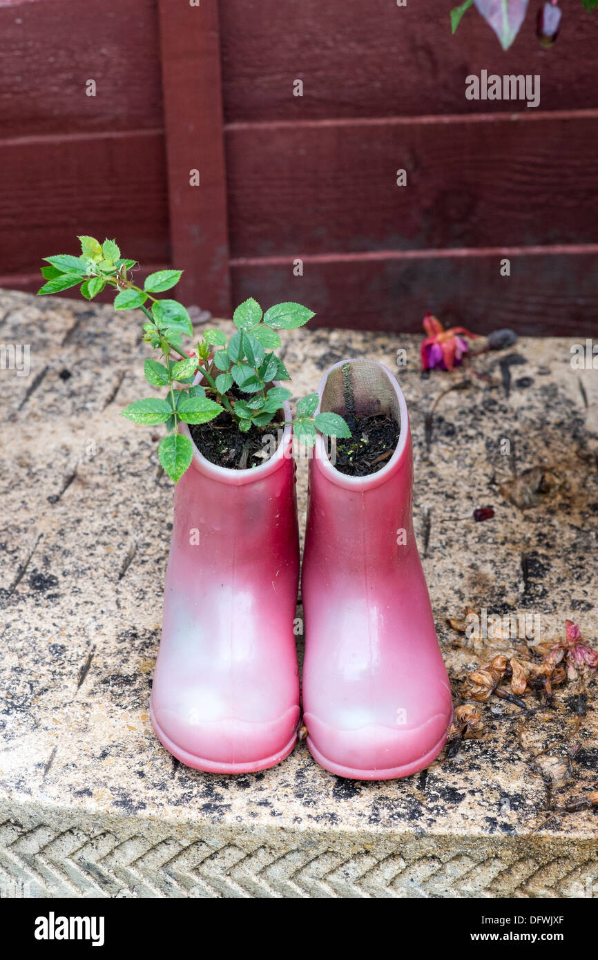 Plant growing in old pair of child's red wellington boots Stock Photo ...
