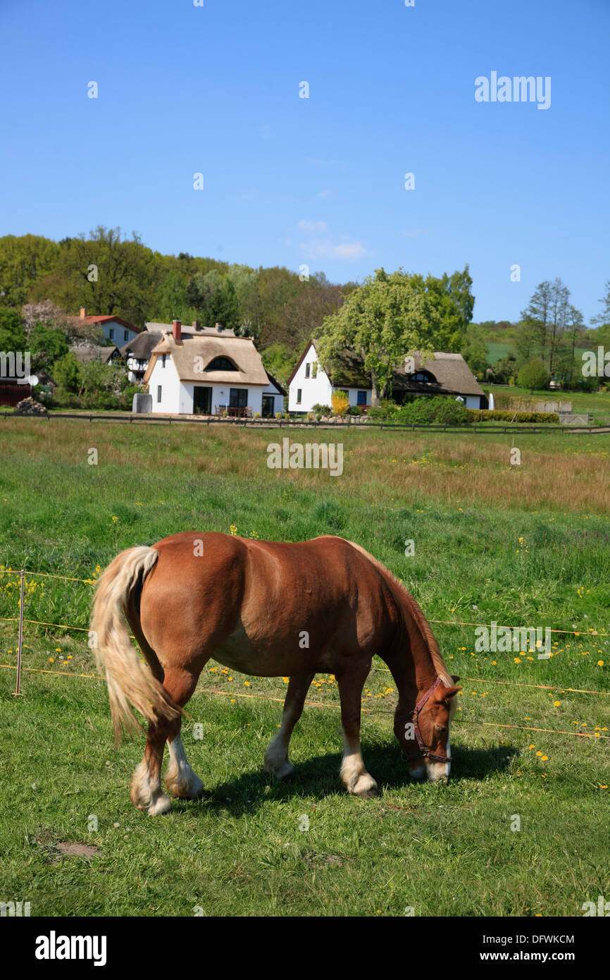 Horse at Gross Stresow, Ruegen island, Baltic Sea, Mecklenburg-Western Pomerania, Germany Stock Photo