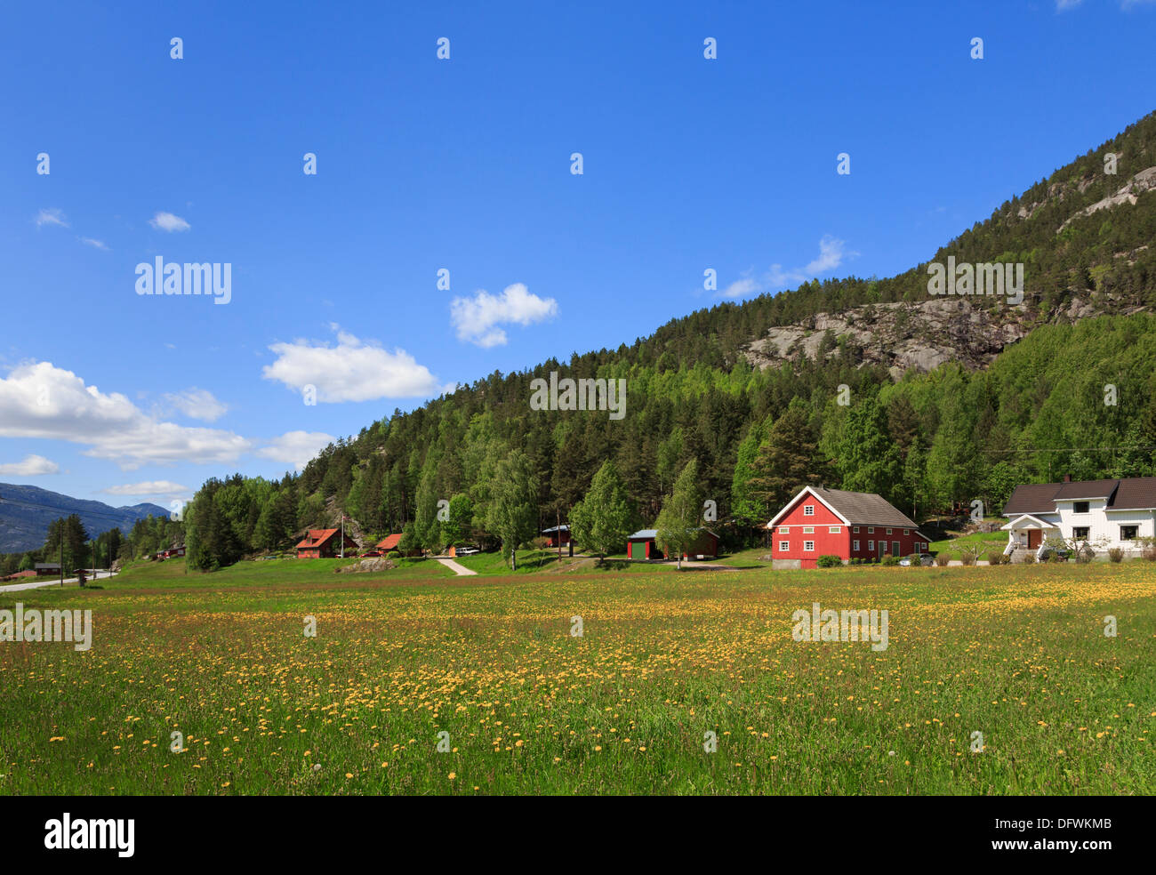 Yellow flower meadow and typical red wooden barn in a rural farming community near Vradal, Kviteseid, Telemark, Norway Stock Photo