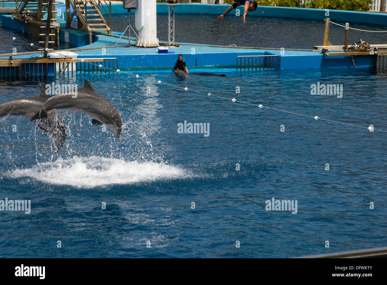 Bottlenose dolphins at the L'Oceanografic at the City of Arts and Science in Valencia, Spain Stock Photo