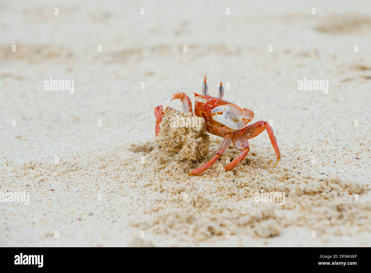 Ghost crab (Ocypode Gaudichaudii), San Cristobal Island, Galapagos, Ecuador Stock Photo