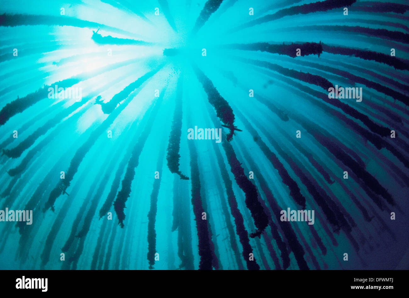 Mussel farm. Galicia, Spain Stock Photo Alamy