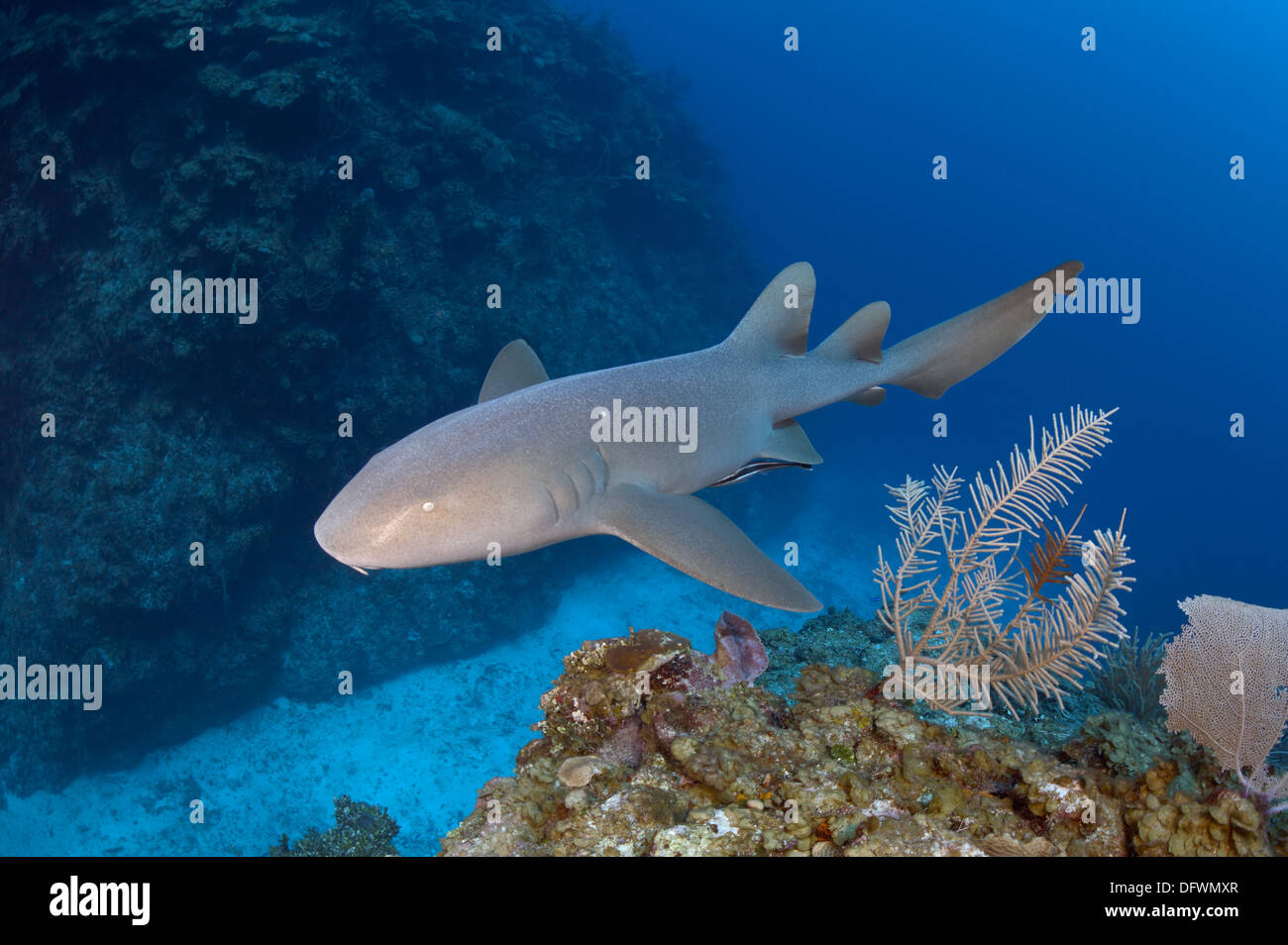 Wild nurse shark (Ginglymostoma cirratum) swims during the day at Mesoamerican barrier reef. Stock Photo