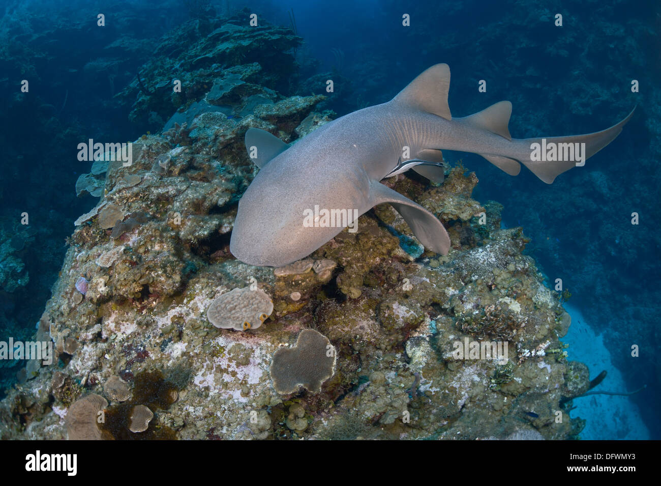 Wild nurse shark (Ginglymostoma cirratum) swims during the day at Mesoamerican barrier reef. Stock Photo