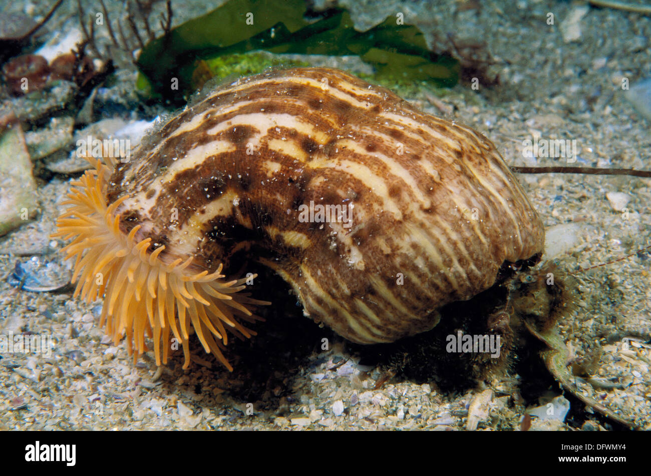 Parasitica hi-res stock photography and images - Alamy