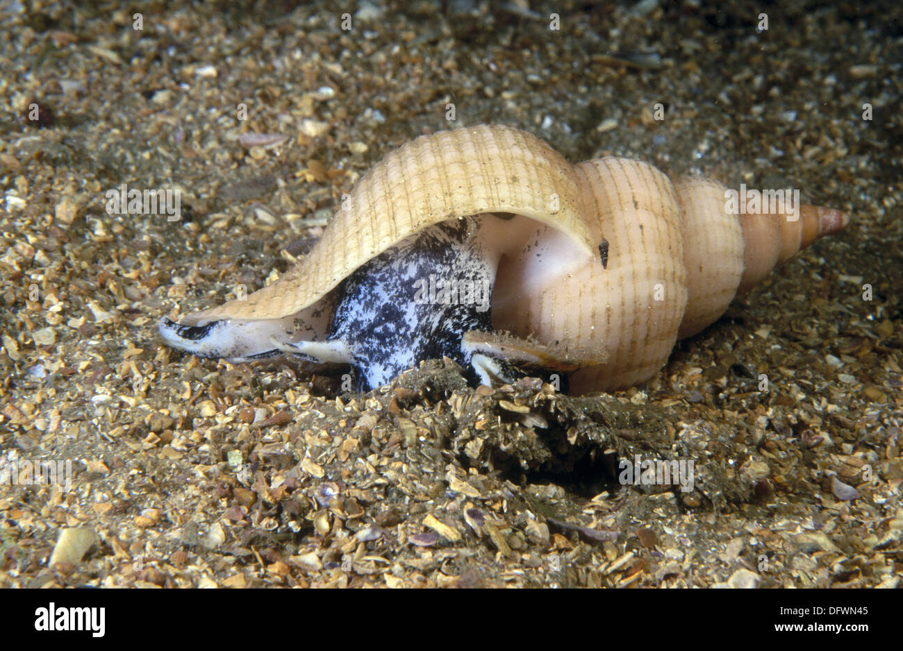 Neptunea High Resolution Stock Photography and Images - Alamy