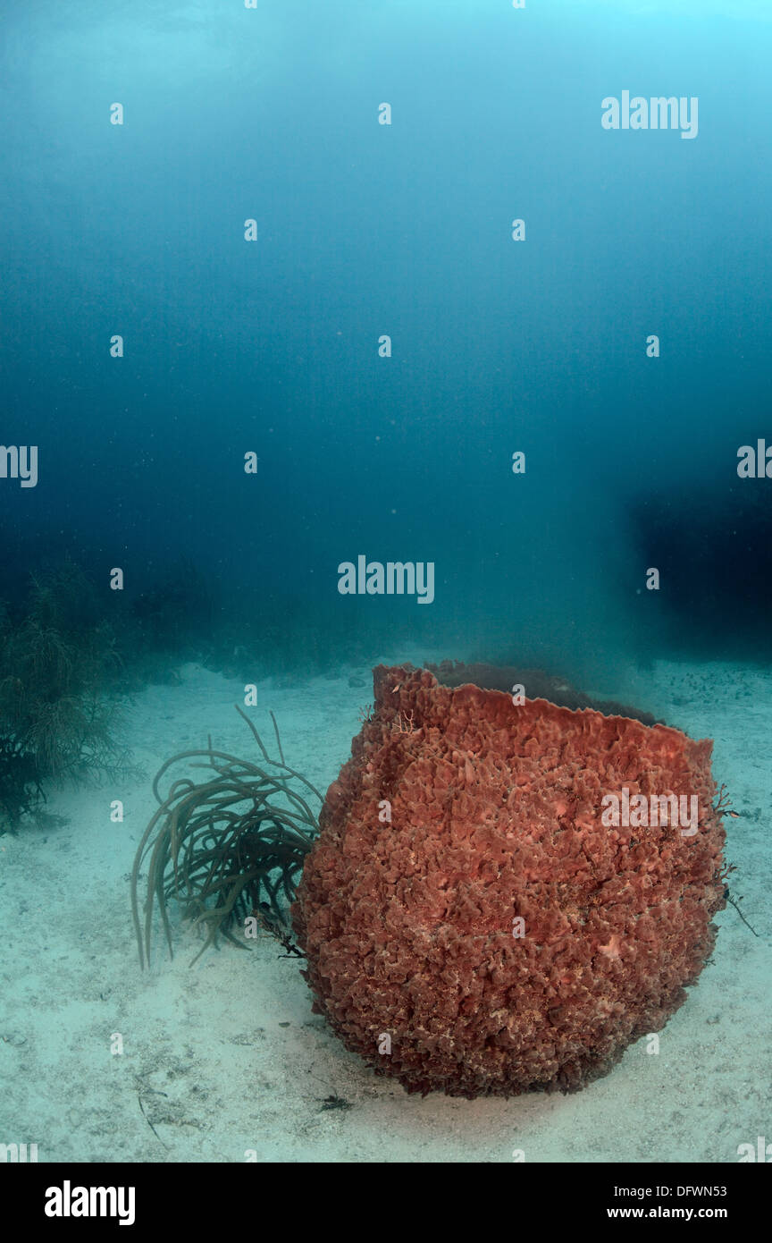 Caribbean barrel sponge is spawning at the Mesoamerican barrier reef. Stock Photo
