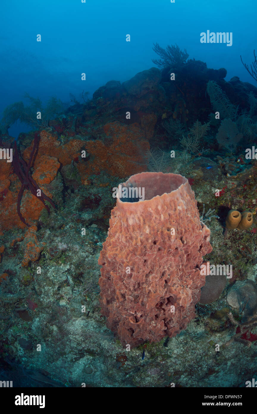 Huge Caribbean barrel sponge at the Mesoamerican barrier reef. The photo is taken in Ambergris Cayes, Belize. Stock Photo