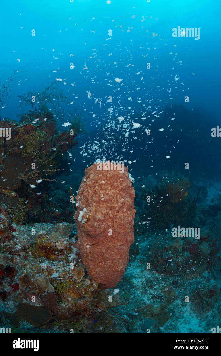 Caribbean barrel sponge is spawning at the Mesoamerican barrier reef. Stock Photo