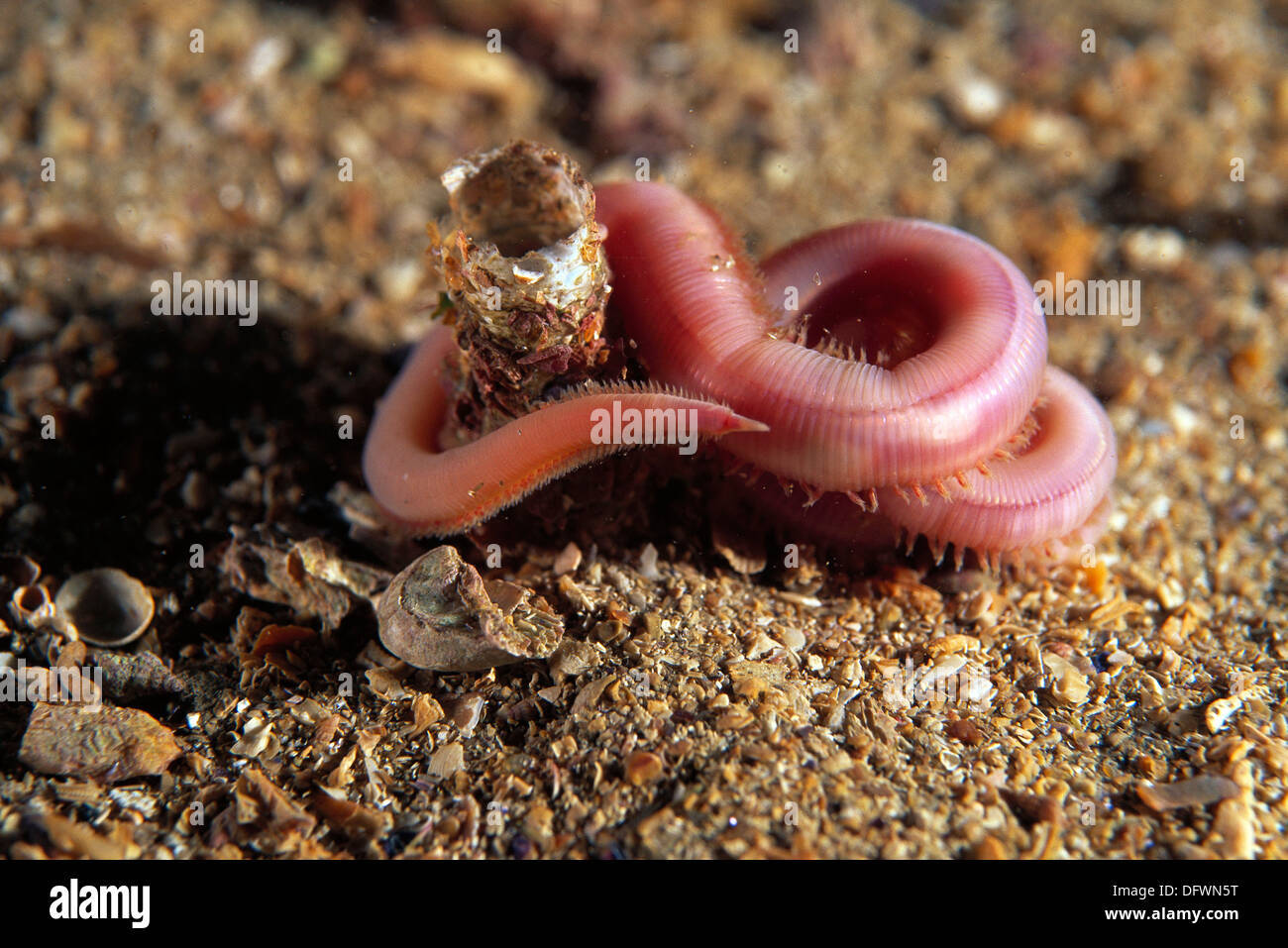 Eastern Atlantic Galicia Spain Bristle worms Bloodworm Glycera Stock